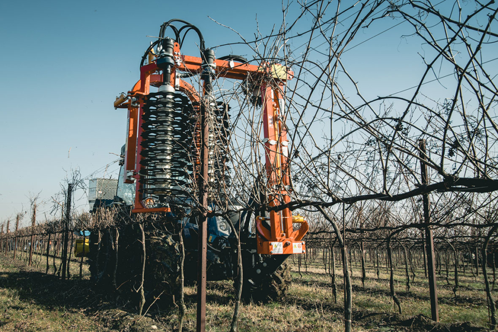 Vite in campo - potatura & impanto 2022