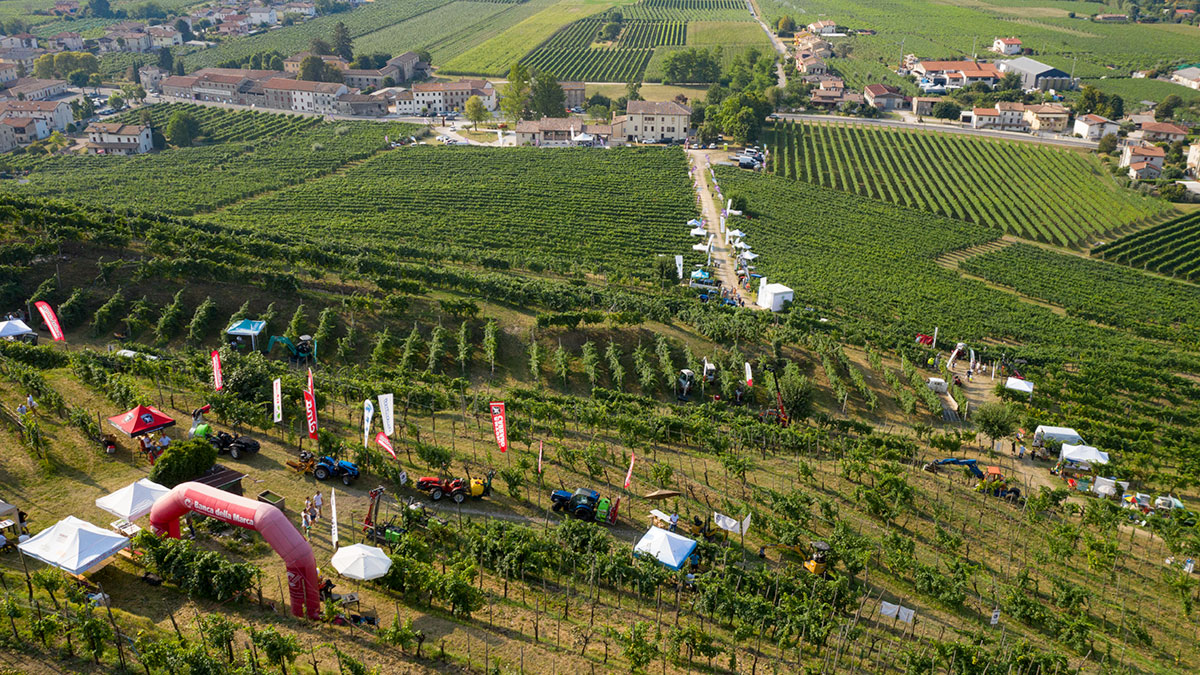 Vite in Campo Eroica a Col San Martino