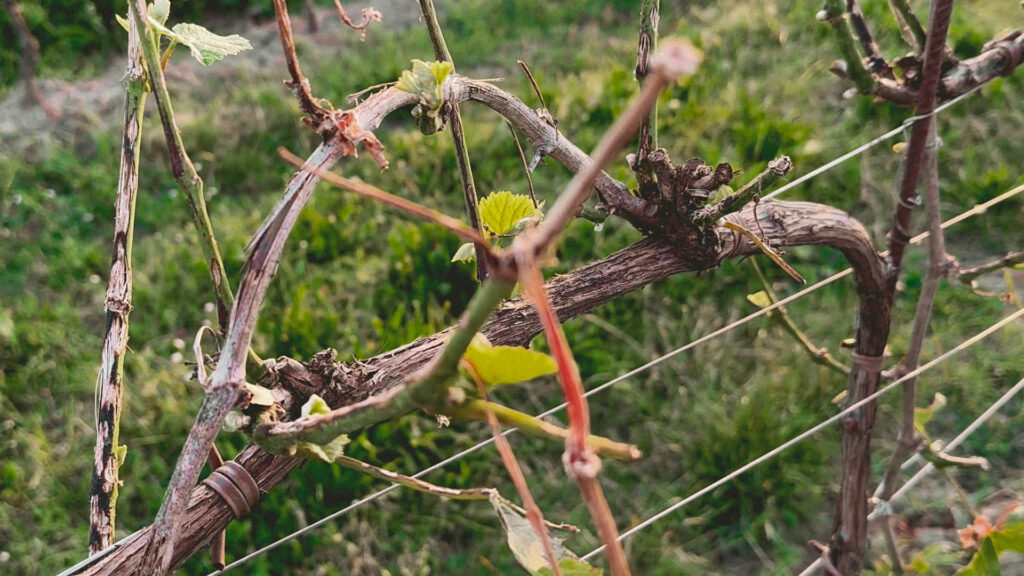 tralcio di uva danneggiato dalla grandine