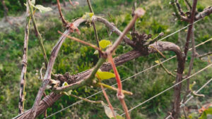tralcio di uva danneggiato dalla grandine